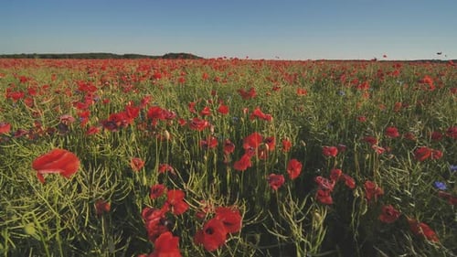 A Large Field of Red Poppy Flowers at Sunset