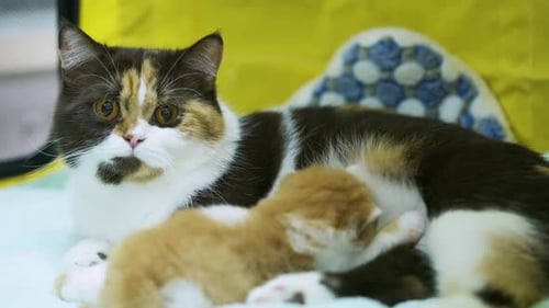 4K Domestic pet cat relaxing with owner family at home.
