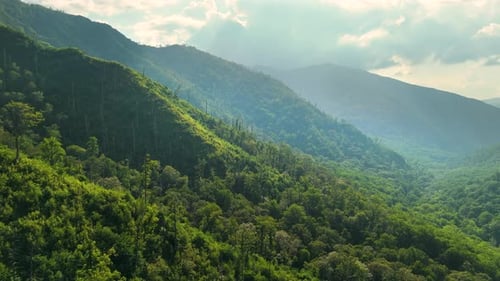 Appalachian Mountains Woods Nature in Summer Wet Rainy Season Colorful Forest in Tennessee