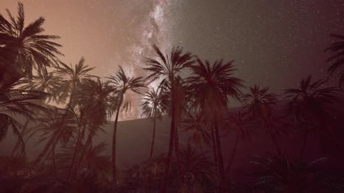 Starry Night Sky with Milky Way Above Desert Palm Trees