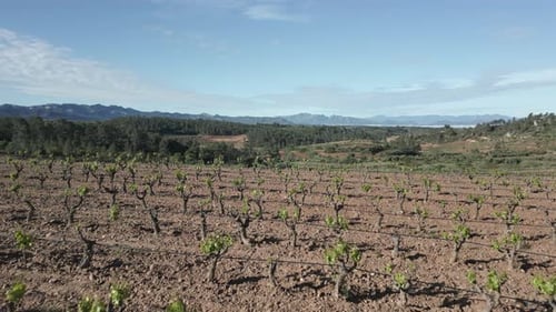 Priorat vineyards in catalonia wine region