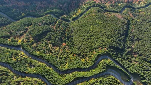 Route incurvée à travers une forêt de pins