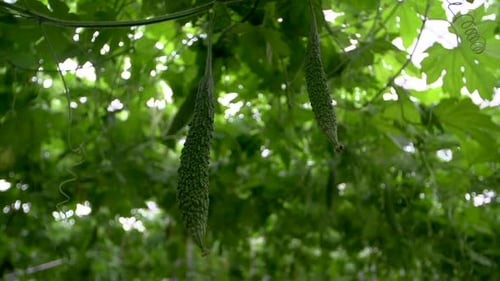 Un bébé melon amer de couleur verte poussant sur une vigne dans une zone fermée filmé en gros plan à main levée