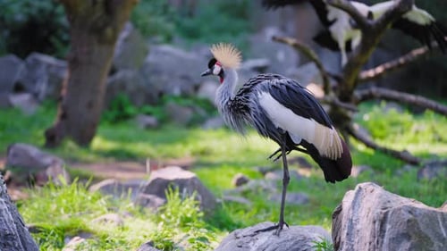 Grauer Kronenkranich (Balearica regulorum) auf einem Bein auf einem Stein stehende Präenfedern