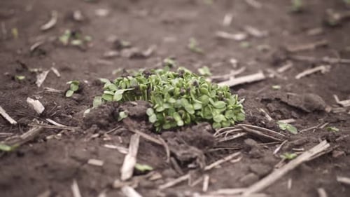 farmer on the field during planting corn and checking the soil