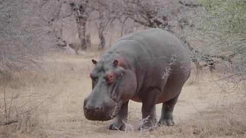 Frontal View of Hippo in Scrubland in Kruger National Park