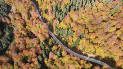 Road In The Autumn Forest