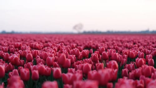 Tulpen als Hintergrund. Feld. Blütezeit. Farben als Hintergrund und Hintergrundbild.