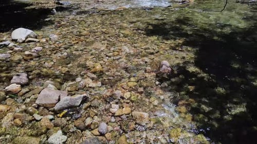 dolly Shot of a river bed with water running gently through a tropical river with strong sunlight an