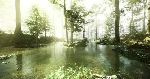 Sunlight Filters Through Trees Over a Serene Pond in a Tranquil Forest