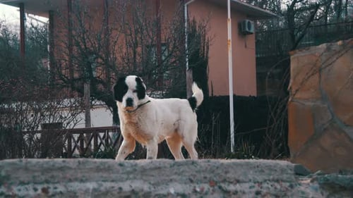 Hungry Big Dog on the Street in Winter Eats Food Slow Motion