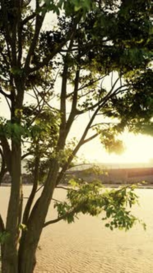 Bench By Tree on Sandy Beach