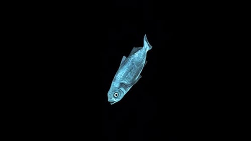Fish Swim Idle 2