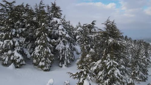 Vue aérienne d'un pin enneigé
