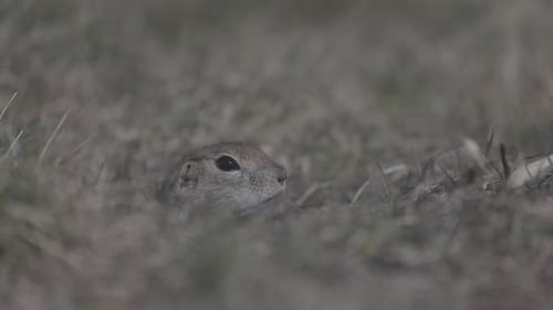 Esquilo engraçado olha para fora do buraco na vida selvagem: Little Ground Squirrel ou Little Suslik Spermophilus