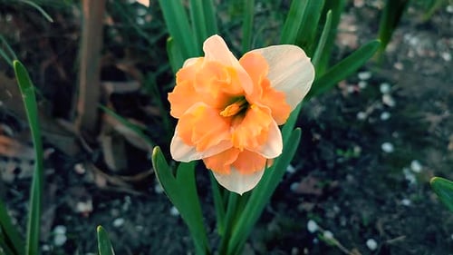 Narcissus Close Up Beautiful Flower White Orange Petals Stamens Green Leaves