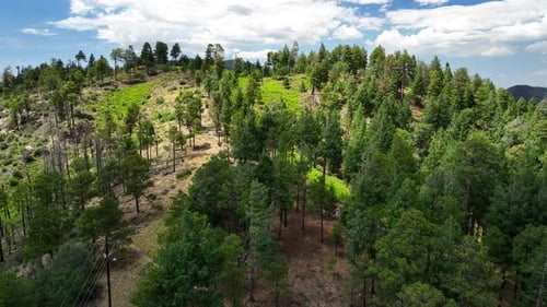 Aerial view of Summerhaven forest, United States.