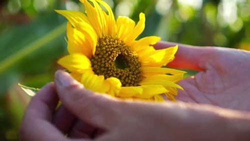 Female Hands Touching Small Beautiful Sunflower at the Field Arms of Woman Stroking Yellow Flower at