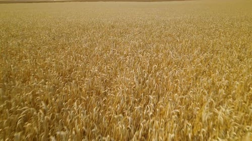 Aerial low fligh over wheat field ready to be harvested Zwartowo Pomerania, Poland daytime copy spac