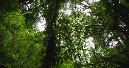 Looking up at dense canopy of lush green rainforest tree with light filtering through