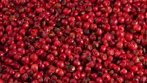 Pink peppercorns or himalayan red pepper berries rotating background in macro top view. Spice