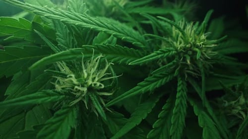 Macro Cannabis Plant Bush in Green Smoke Cloud Organic Grow of Herbal Indica