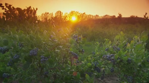 Sunset Over Blueberry Field Agriculture