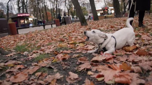 Dog breed Jack Russell Terrier on a leash in the park aggressively barks when he sees an opponent's