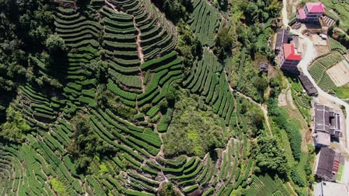 An Aerial View of Exquisite Lush Terraced Rice Fields Bathed in Vibrant Shades of Green Media