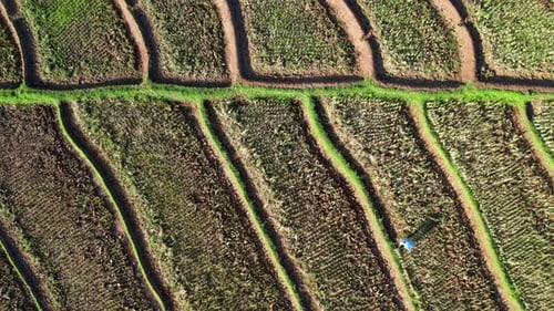 Aerial Rice field
