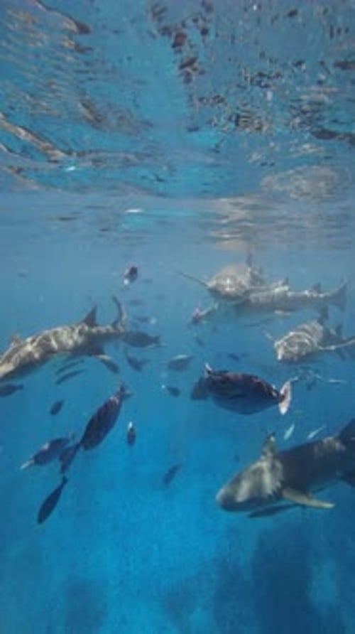 Tropical Fishes and Sharks Underwater in Transparent Blue Sea Slow Motion Vertical View