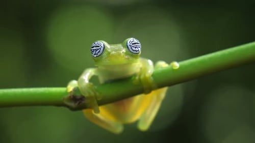 Glass frog in its natural habitat in the Caribbean forest.