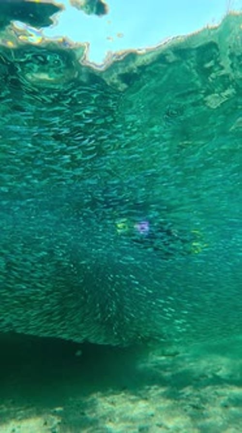 Snorkeler surrounded by school of small fish underwater