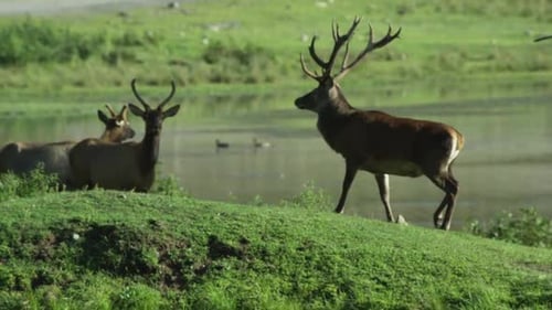 Canadian Wildlife - Family of deer on banks of a lake