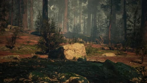 Majestic Sequoia Forest A Dense Woodland of Trees and Rocks Dark Forest