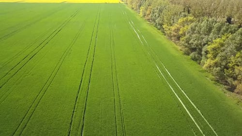 Aerial View of Green Farming Field with Fresh Vegetation in Spring