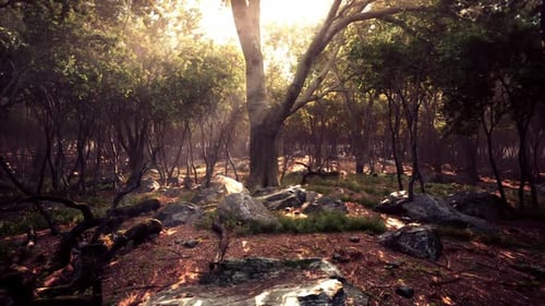 Sunlight Filters Through Trees in a Serene Forest Landscape at Dawn