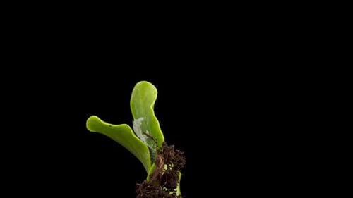 Growing Plants in Spring Timelapse Sprouts Germination Newborn Green Seedling
