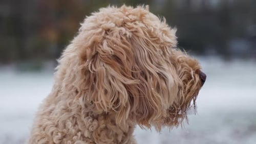 Goldendoodle pet close up shot in a park during winter. Portrait of a dog and a head pan.