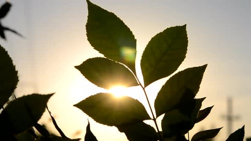 Silhouette of Green Leaf Against Background of Sun During Sunset Dawn Closeup