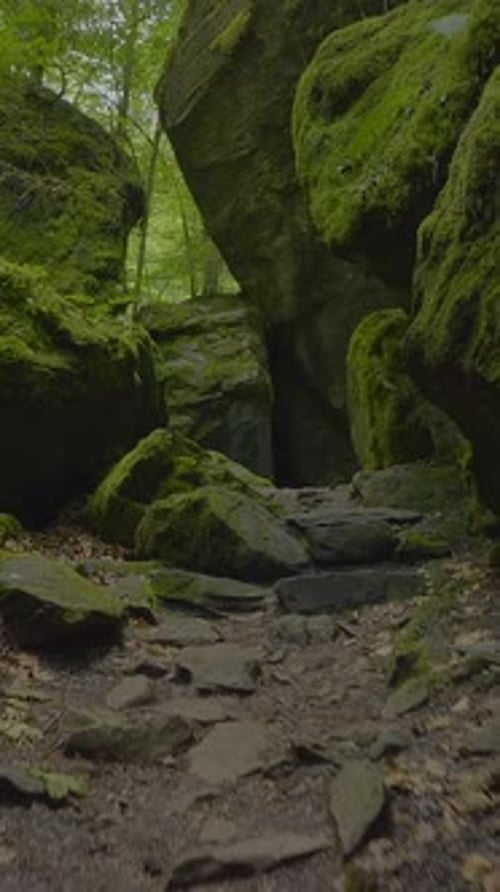 Un magnifique et enchanteur sentier en pierre moussue serpente à travers un canyon forestier luxuriant et pittoresque