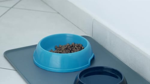 Close-up of a CAT EATING kibbles