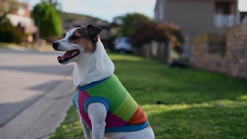 Dog Wearing Sweater Sitting in Suburban Neighborhood