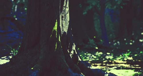 Sunlight Filters Through Trees Highlighting Moss Covered Roots in Forest