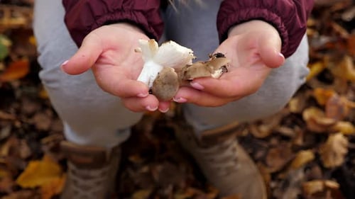 Closeup of a Female Holding Freshly Cut Mushrooms in the Forest in Autumn