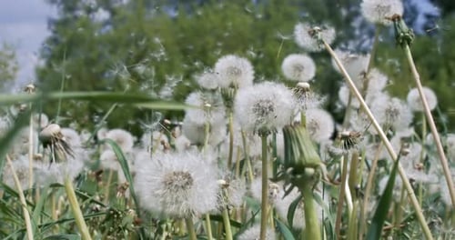 Der Löwenzahn von Fluffy Seeds fliegt über die Lichtung.