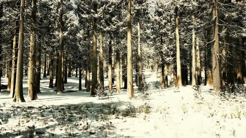 Sunset or Sunrise in the Winter Pine Forest Covered with a Snow