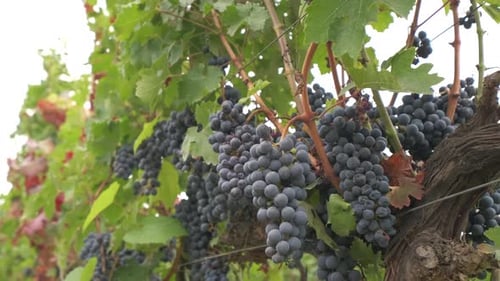 Grape vine in vineyard agriculture for red wine, grapevine
