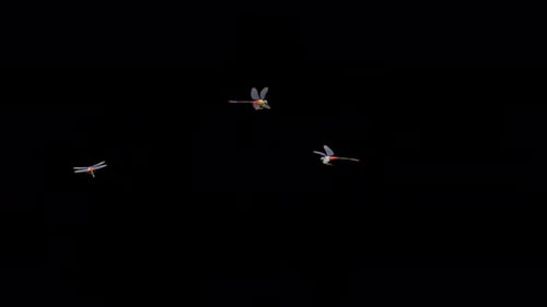 3 Regenbogenlibellen — Fliegend auf dem Bildschirm, Loop — Alpha-Kanal — 4K