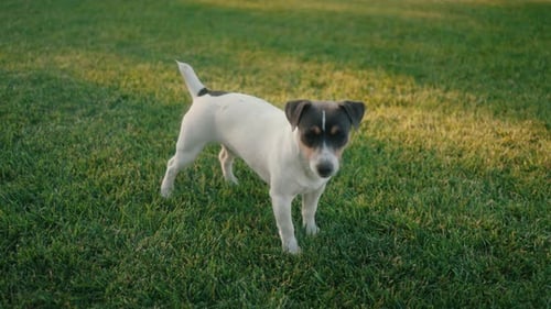 A Playful Dog Joyfully Running Around in a Lush Green Grass Field Under Sunshine